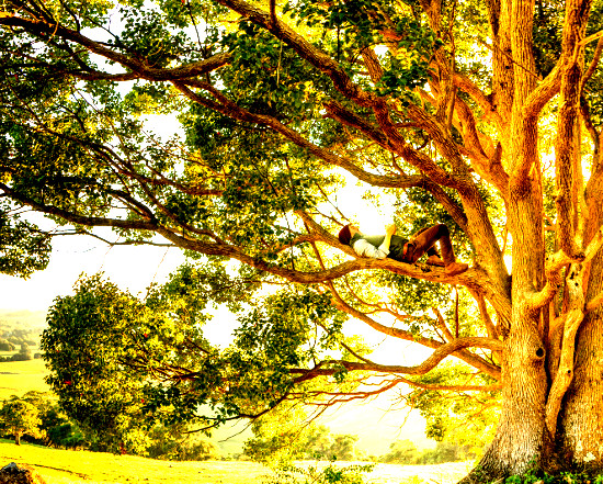 nachhaltige Baumpflege, Renaturierung, Biotop, Wiese, Wendland, Lüchow-Dannenberg