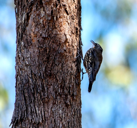 Baumpflege Seilklettertechnik Totholzentfernung Wendland, Lüchow-Dannenberg