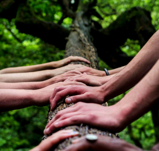 professionelle Baumpflege Baumkontrolle nachhaltig Team, Wendland, Lüchow-Dannenberg