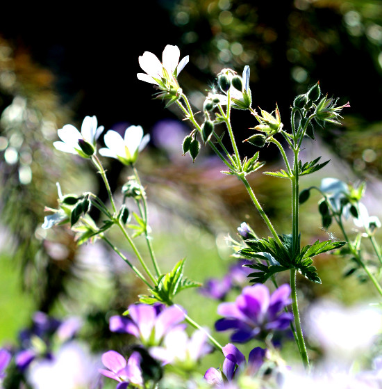 Naturwiese Wildwiese Renaturierug Biotop nachhaltige Blühwiese, Wendland, Lüchow-Dannenberg